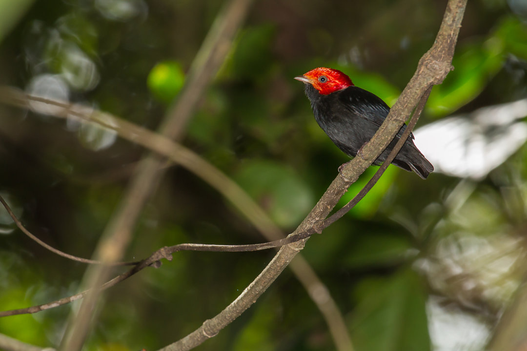 Foto cabeçaencarnada (Ceratopipra rubrocapilla) Por Paulo Tinoco