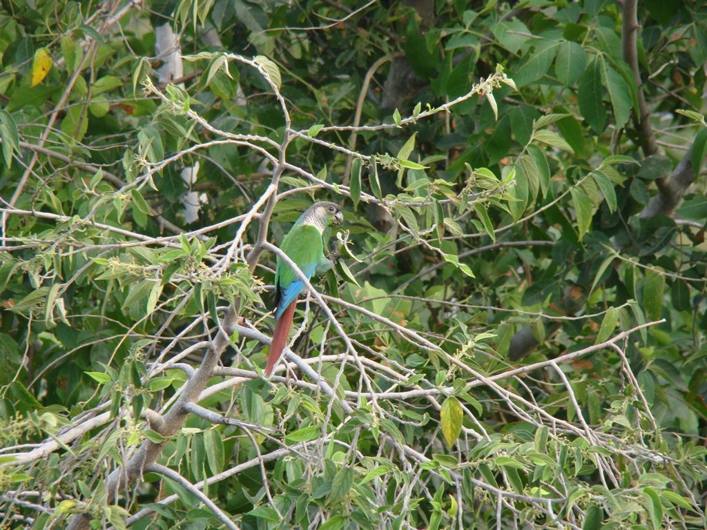 Foto tiriba-de-cara-suja (Pyrrhura molinae) Por Ronald ...