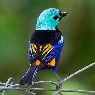 Thraupidae WikiAves A Enciclopédia das Aves do Brasil