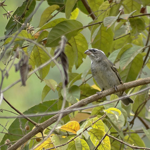 Poxo Insect pixoxó (Sporophila frontalis) | WikiAves - A Enciclopédia das Aves do ...