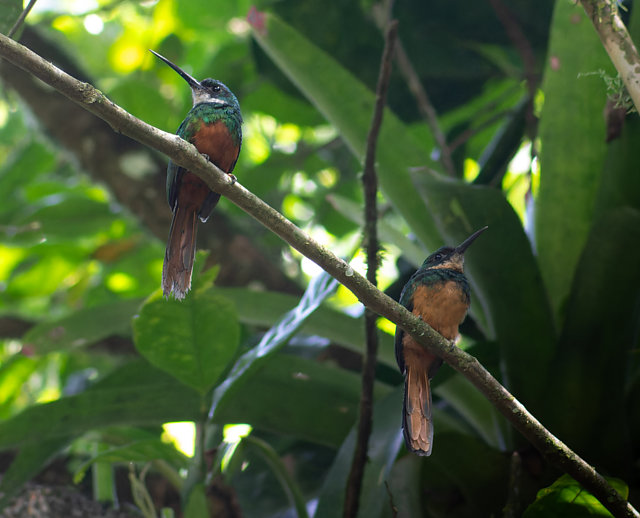 Foto Ariramba de cauda ruiva Galbula Ruficauda Por En as G Junior foto-ariramba-de-cauda-ruiva-galbula-ruficauda-por-en-as-g-junior