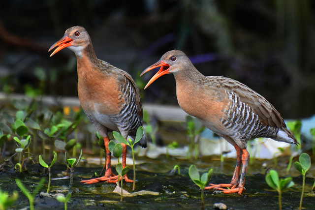 saracura-matraca (Rallus longirostris) | WikiAves - A Enciclopédia das ...