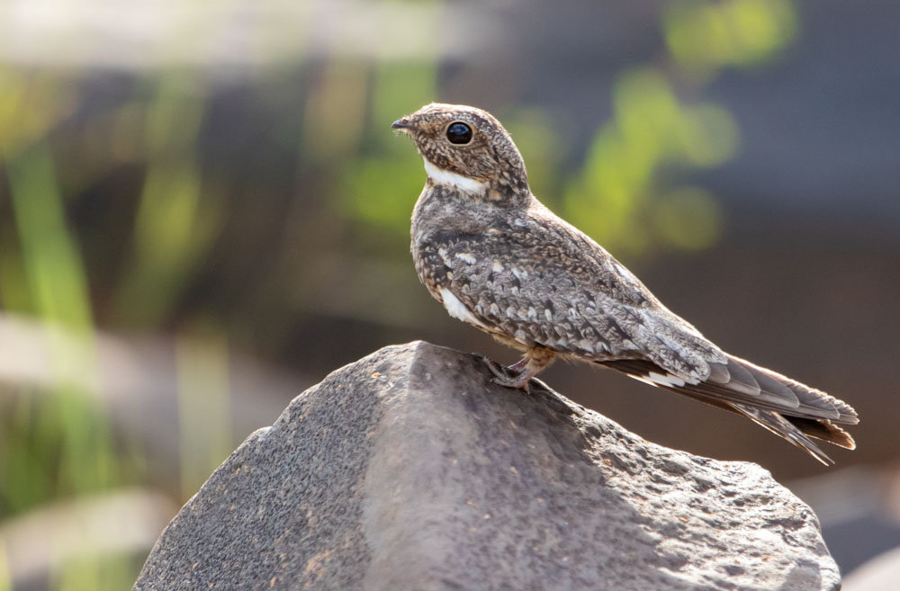 Foto bacuraudeasafina (Chordeiles acutipennis) Por Alex Sezko Wiki