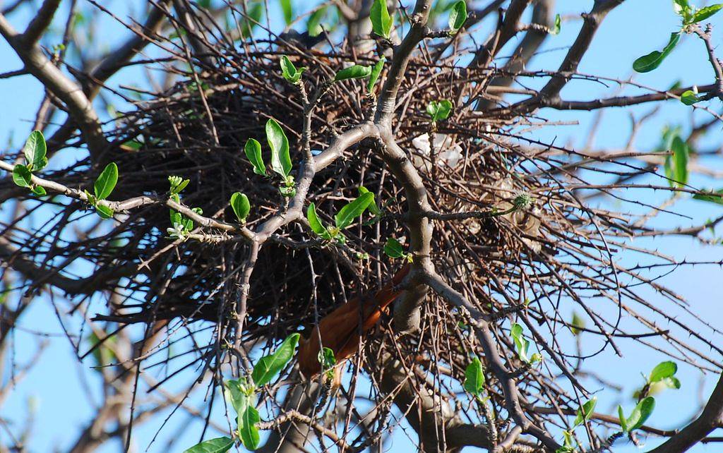 Foto casaca-de-couro (Pseudoseisura cristata) Por John Medcraft | Wiki ...