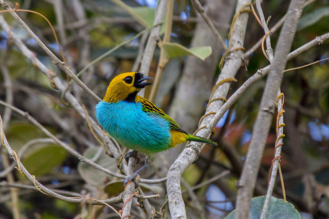 foto-sa-ra-douradinha-tangara-cyanoventris-por-augustinho-nery-wiki