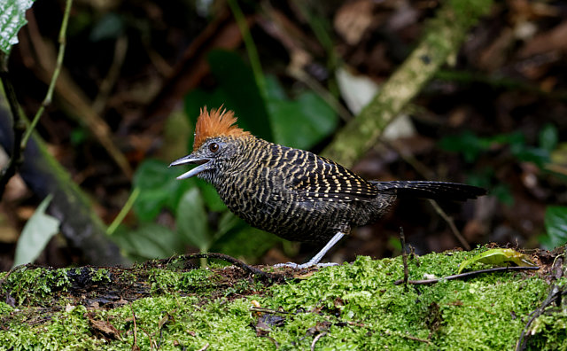 foto-borralhara-mackenziaena-severa-por-eliane-zaltman-wiki-aves