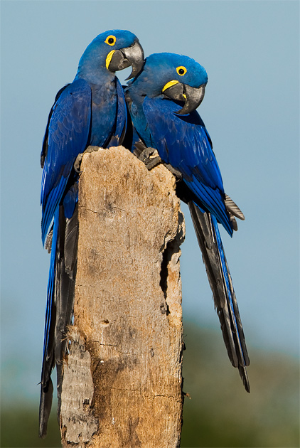Foto arara-azul (Anodorhynchus hyacinthinus) Por Octavio Campos Salles | Wiki Aves - A Enciclopédia das Aves do Brasil