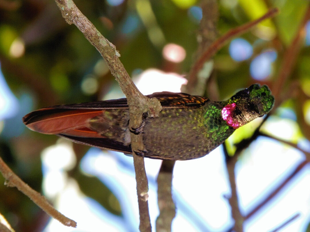 Foto beija-flor-rubi (Heliodoxa rubricauda) Por Kelen Soares | Wiki ...