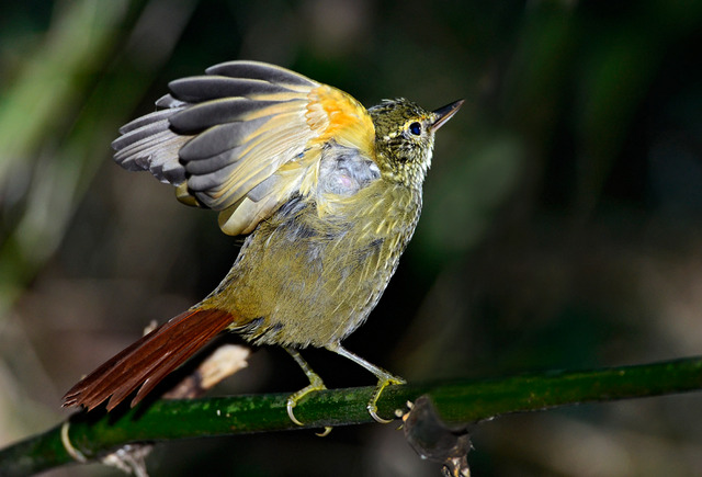 Foto trepadorquiete (Syndactyla rufosuperciliata) Por Renato Grimm