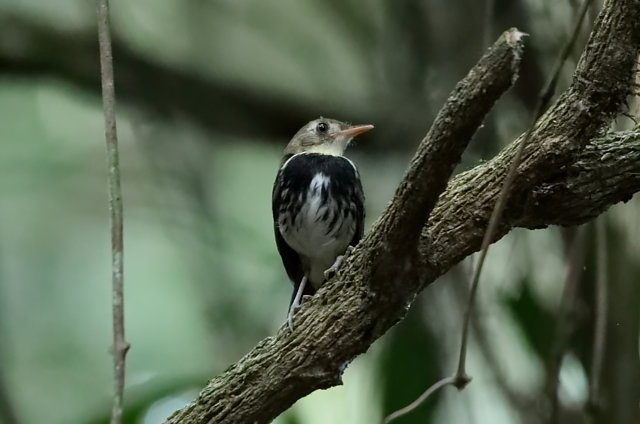 foto-estalador-corythopis-delalandi-por-altevir-depetris-wiki-aves