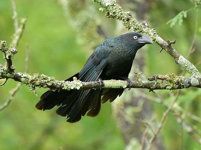 Foto anu-coroca (Crotophaga major) Por Ricardo O. De Oliveira | Wiki ...