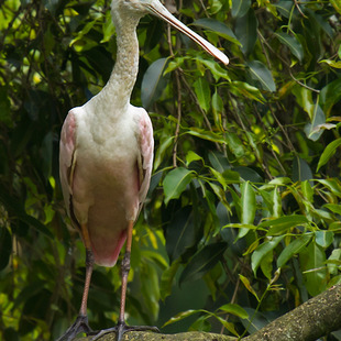 colhereiro (Platalea ajaja) | WikiAves - A Enciclopédia das Aves do Brasil