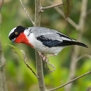 Thraupidae WikiAves A Enciclopédia das Aves do Brasil