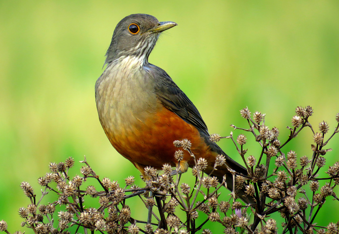 Foto sabiá-laranjeira (Turdus rufiventris) Por Fernanda Spenst | Wiki ...