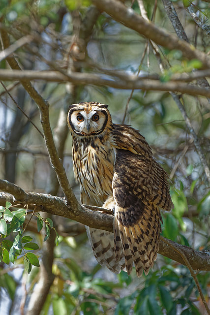 foto-coruja-orelhuda-asio-clamator-por-douglas-fernando-wiki-aves