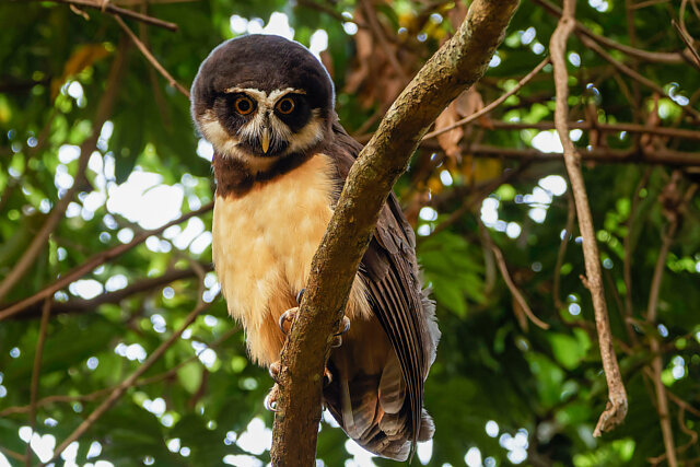 foto-murucututu-pulsatrix-perspicillata-por-leandro-rezende-wiki