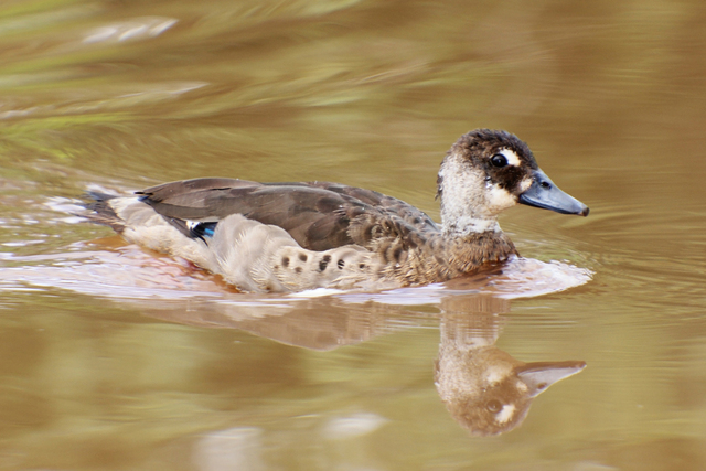 pévermelho (Amazonetta brasiliensis) WikiAves A Enciclopédia das