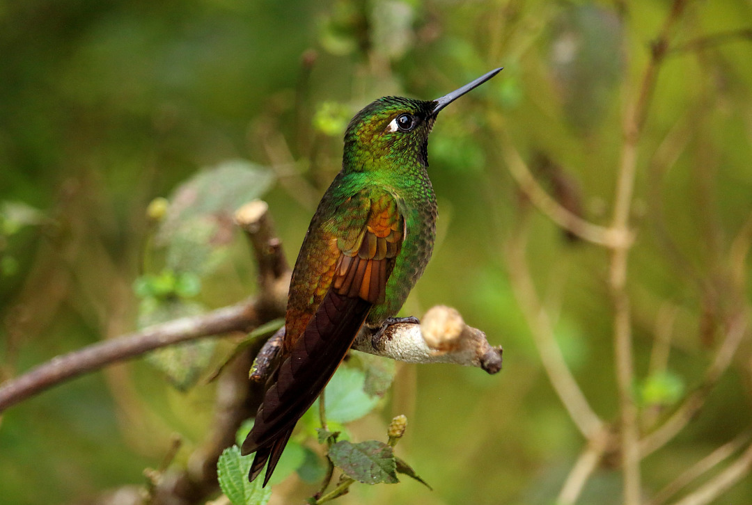 Foto beija-flor-rubi (Heliodoxa rubricauda) Por Jose G. Oliveira | Wiki ...