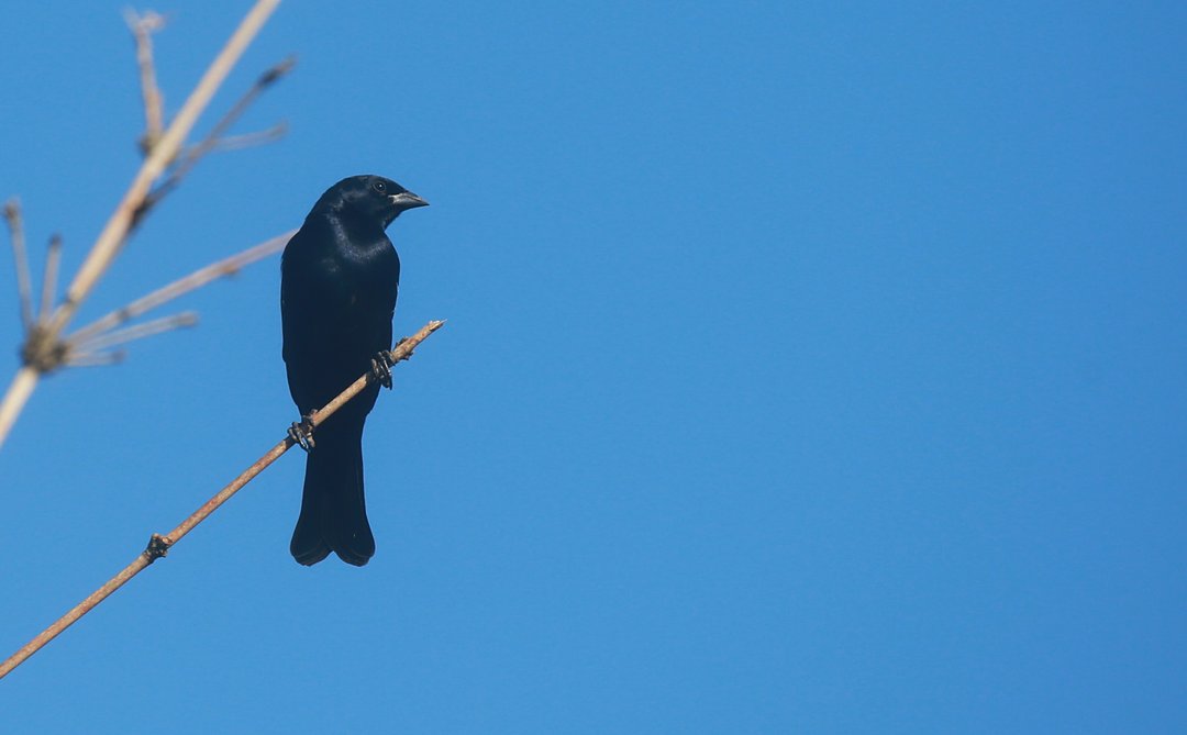 Foto chupim (Molothrus bonariensis) Por Carlos Eduardo Agne | Wiki Aves ...