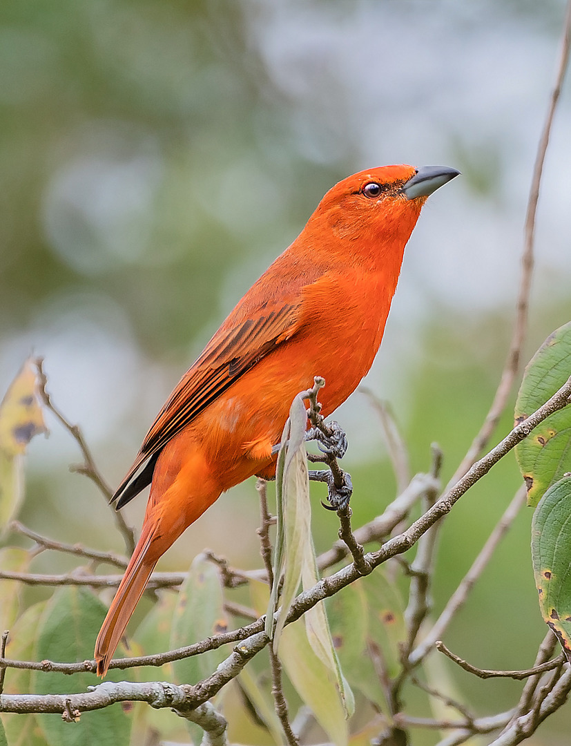 foto-sanha-o-de-fogo-piranga-flava-por-giovan-alex-wiki-aves-a