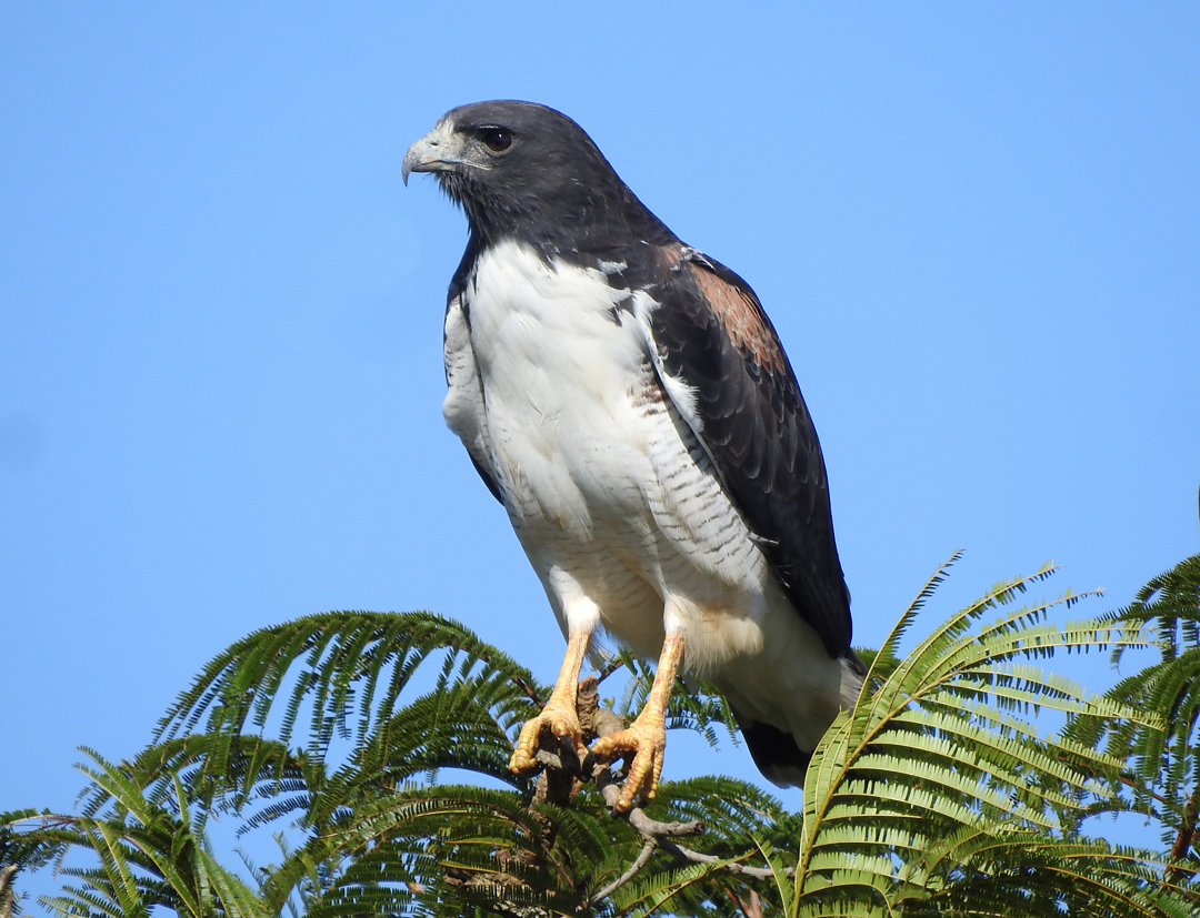 Foto gavião-de-rabo-branco (Geranoaetus albicaudatus) Por Cor Mariae ...