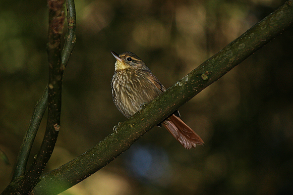 Foto trepadorquiete (Syndactyla rufosuperciliata) Por Reni Santos