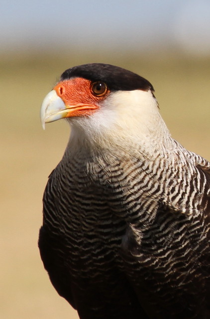 Foto carcará (Caracara plancus) Por Leila Esteves | Wiki Aves - A ...