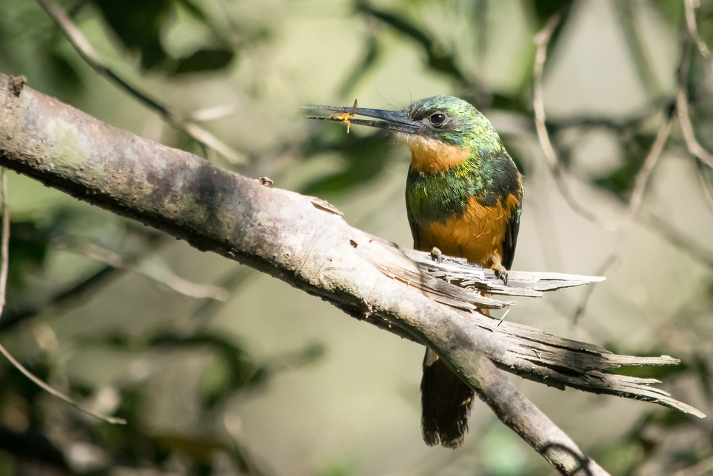 foto-ariramba-de-cauda-ruiva-galbula-ruficauda-por-ernani-knupfer
