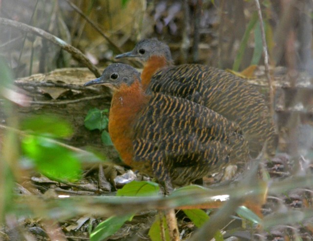 Foto inhambuanhangá (Crypturellus variegatus) Por Aureo Guaitolini