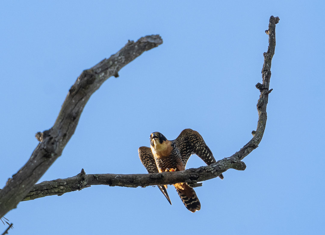 Foto cauré (Falco rufigularis) Por Lucas Ramiro Guia Naturalista | Wiki ...