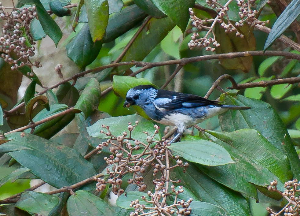 foto-cambada-de-chaves-tangara-brasiliensis-por-sergio-costa-wiki