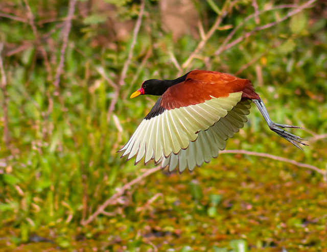 Foto jaçanã (Jacana jacana) Por Enéas G. Junior Wiki Aves A