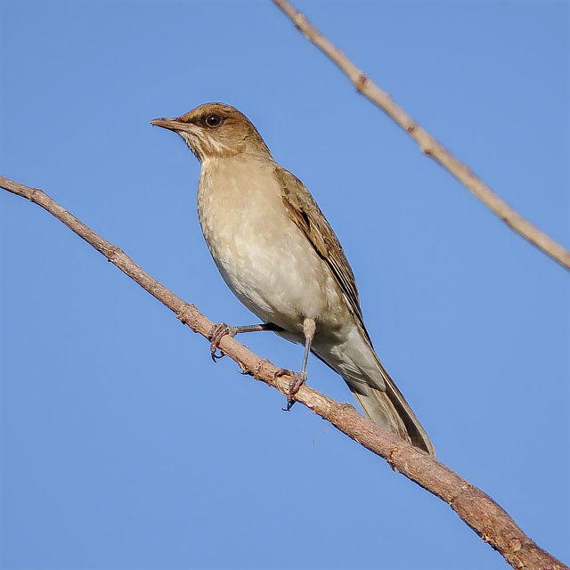 Foto sabiá-poca (Turdus amaurochalinus) Por Genival Carvalho | Wiki ...
