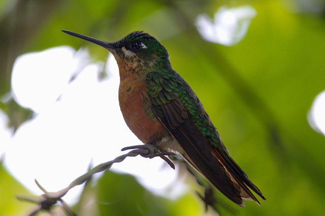 Foto beija-flor-rubi (Heliodoxa rubricauda) Por Daniel T. Silva | Wiki ...