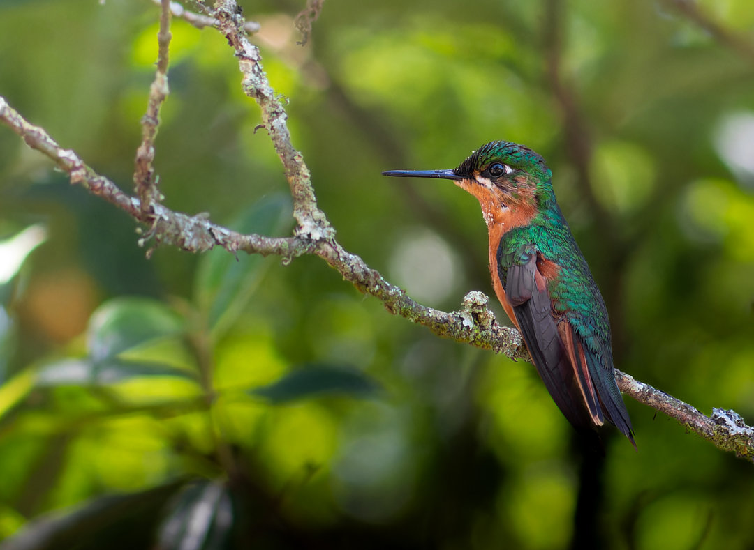Foto beija-flor-rubi (Heliodoxa rubricauda) Por Enéas G. Junior | Wiki ...