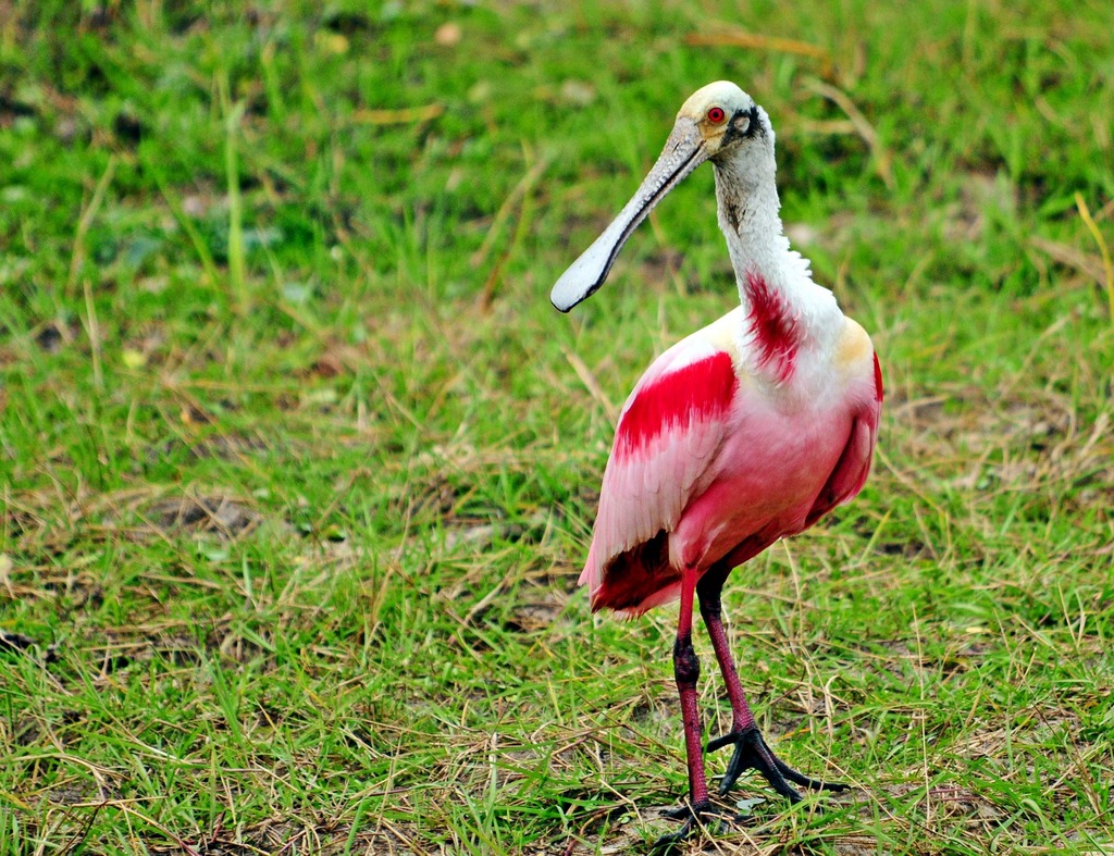 Foto colhereiro (Platalea ajaja) Por Jarbas Mattos | Wiki Aves - A ...