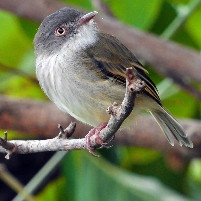 Foto Sebinho de olho de ouro Hemitriccus Margaritaceiventer Por Jos foto-sebinho-de-olho-de-ouro-hemitriccus-margaritaceiventer-por-jos