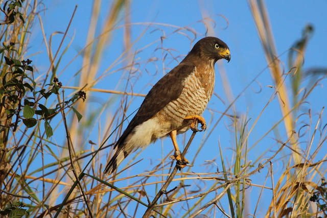 Foto gavião-carijó (Rupornis magnirostris) Por Gustavo V. Barcellos ...