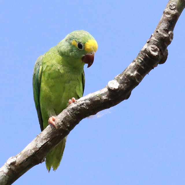 Foto periquitotestinha (Brotogeris sanctithomae) Por Henrique