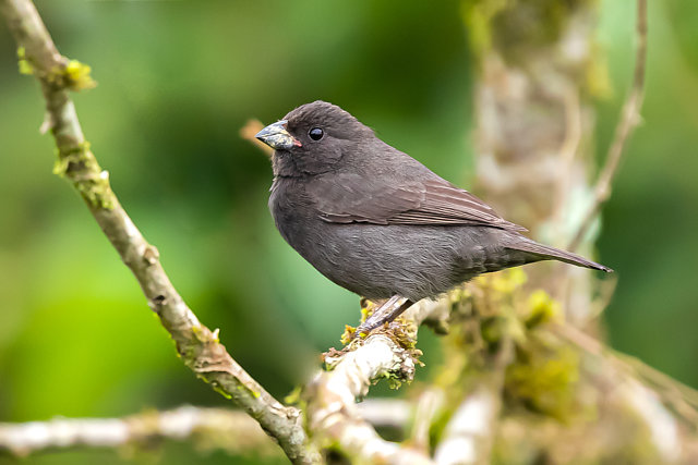 Foto cigarrapreta (Asemospiza fuliginosa) Por Adriano Gonçalves 2