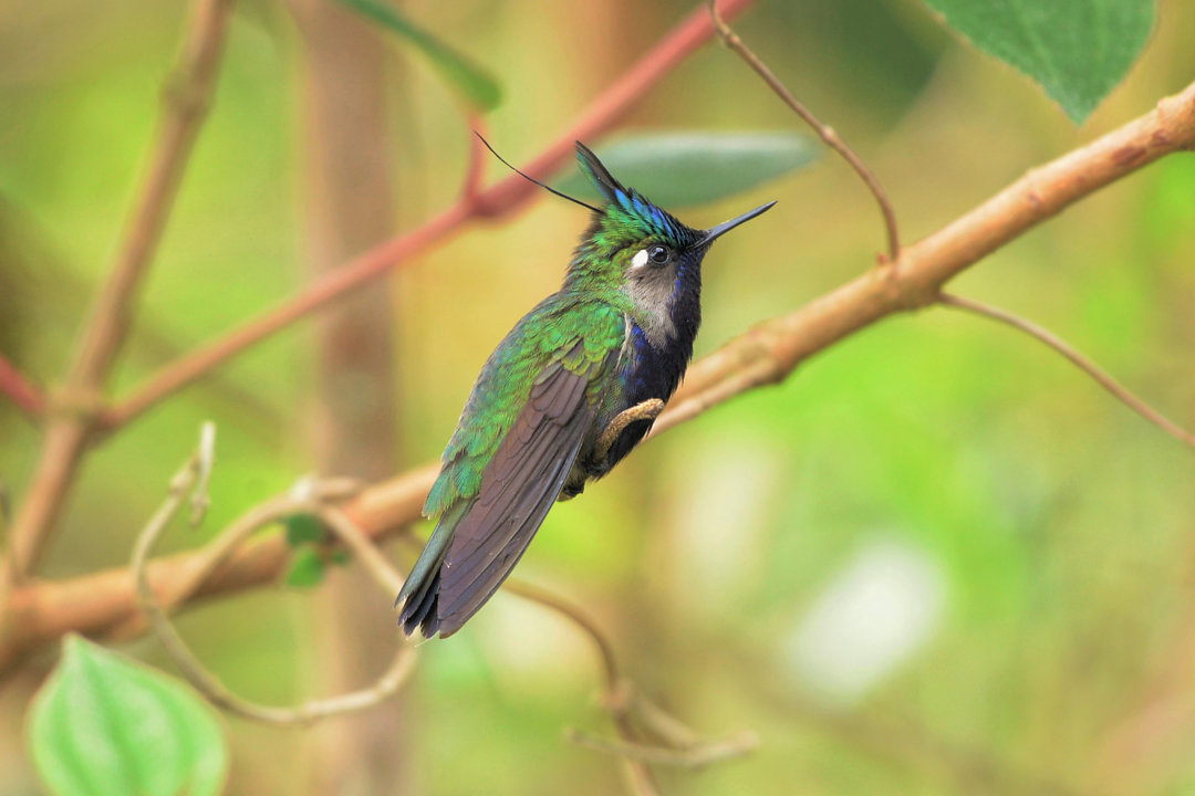 Foto beija-flor-de-topete-verde (Stephanoxis lalandi) Por Julio Machado | Wiki Aves - A Enciclopédia das Aves do Brasil