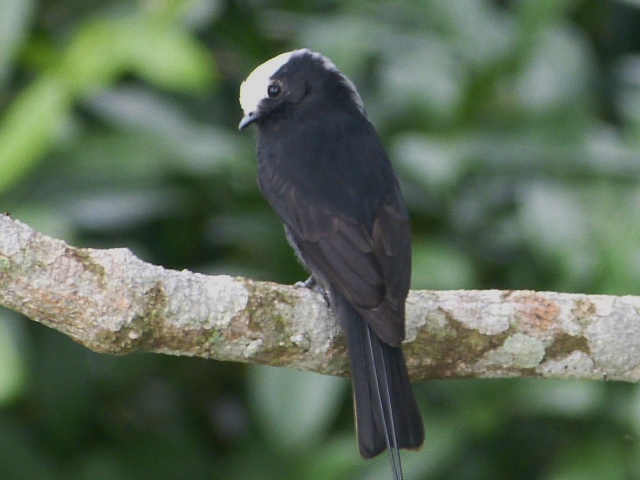 foto-viuvinha-colonia-colonus-por-denis-junior-wiki-aves-a