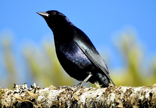 Foto chupim (Molothrus bonariensis) Por Renata S. Zapata | Wiki Aves ...