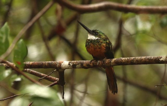 Foto Ariramba de cauda ruiva Galbula Ruficauda Por Ronny Sperber foto-ariramba-de-cauda-ruiva-galbula-ruficauda-por-ronny-sperber