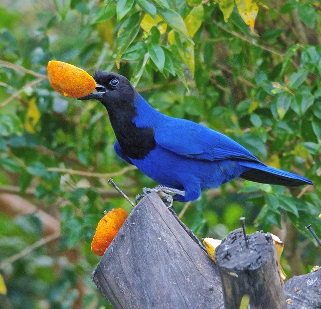 Foto gralha-azul (Cyanocorax caeruleus) Por Sergio Berkenbrock | Wiki ...