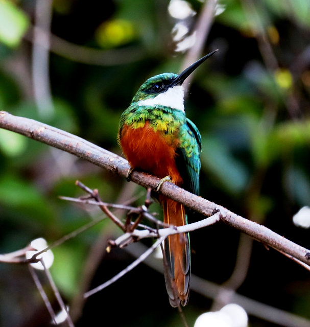 foto-ariramba-de-cauda-ruiva-galbula-ruficauda-por-an-sio-coelho