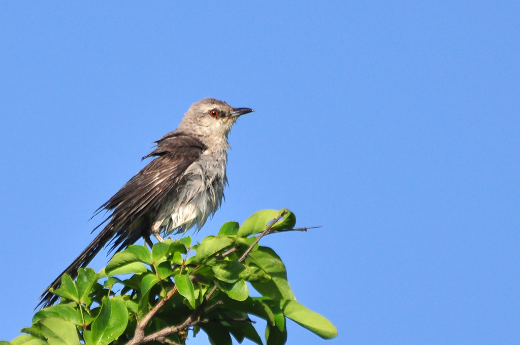 Foto sabiá-da-praia (Mimus gilvus) Por Plácido Andrade | Wiki Aves - A ...