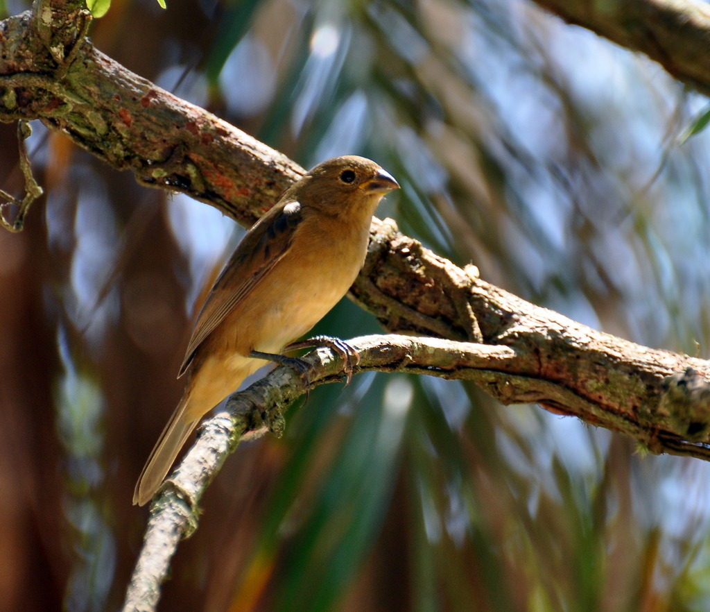 foto-coleirinho-sporophila-caerulescens-por-rog-rio-oliveira-wiki