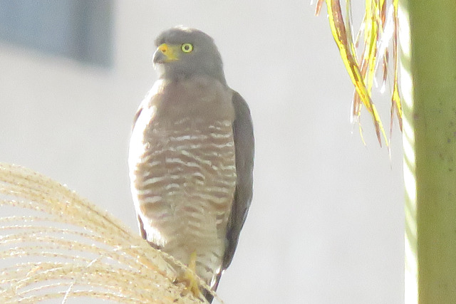 Foto gavião-carijó (Rupornis magnirostris) Por Francisco Brito Junior ...