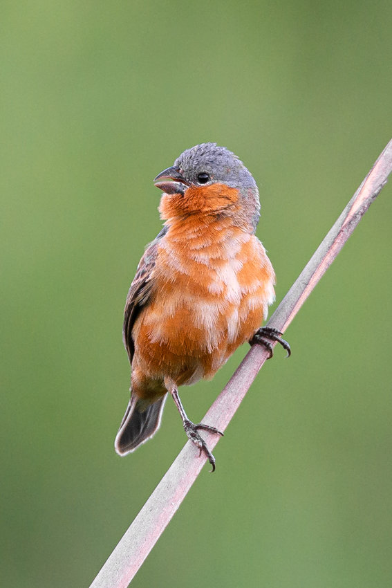 foto-caboclinho-de-barriga-vermelha-sporophila-hypoxantha-por-raphael